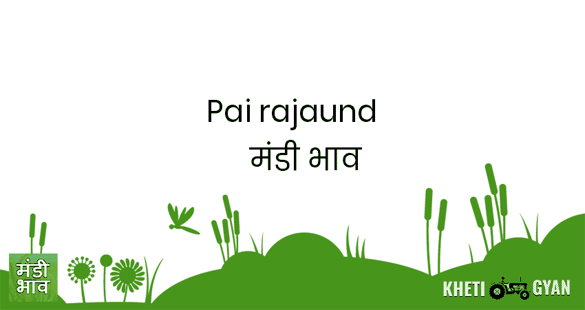 Pai(Rajaund) मंडी भाव की ताज़ा तस्वीर